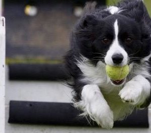Flyball Gevorderden Najaarscursus