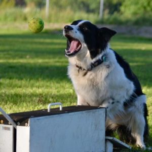 Flyball Beginners Najaarscursus