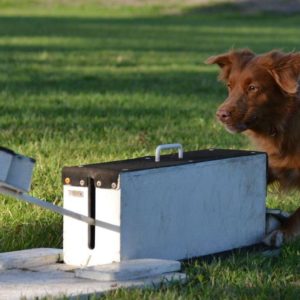 Flyball, de sport voor uw hond